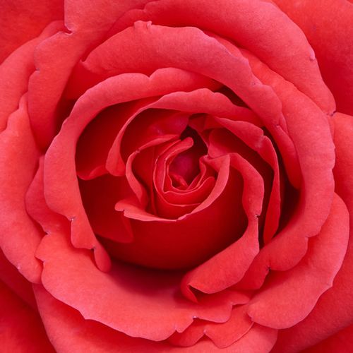 Piros - Rózsa - Jive ™ - Online rózsa vásárlás